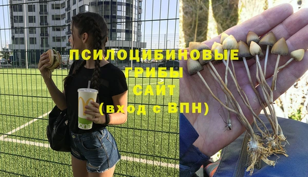 прущие грибы Абаза